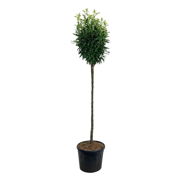 <h4>Prunus laur. 'Genolia' ®</h4>