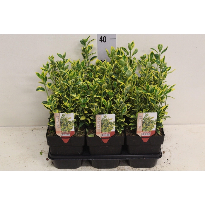 <h4>Euonymus japon. 'Ovatus Aureus'</h4>
