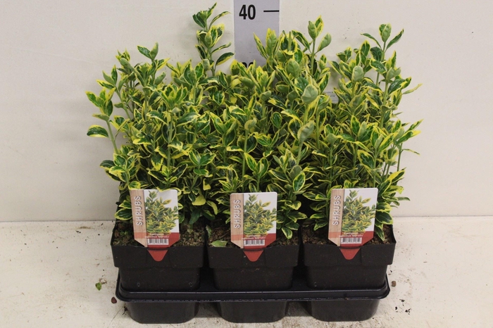 <h4>Euonymus japon. 'Ovatus Aureus'</h4>