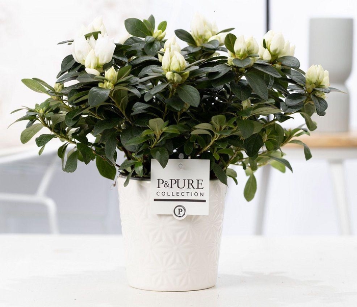 <h4>1st class Azalea white in P&PURE Juliette ceramics white</h4>