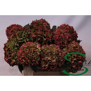 Hydrangea glowing alps vuurbaak