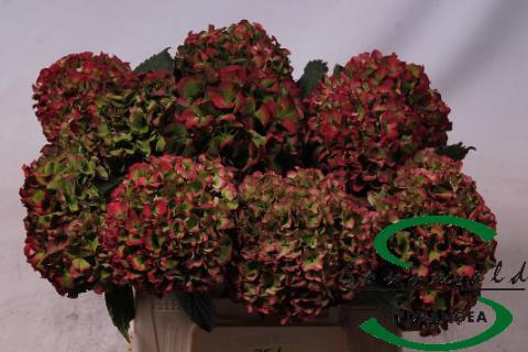 <h4>Hydrangea glowing alps vuurbaak</h4>