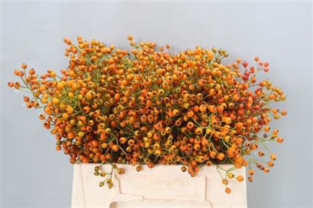 <h4>Rozenbottel Prinsberry Orange Rosa</h4>