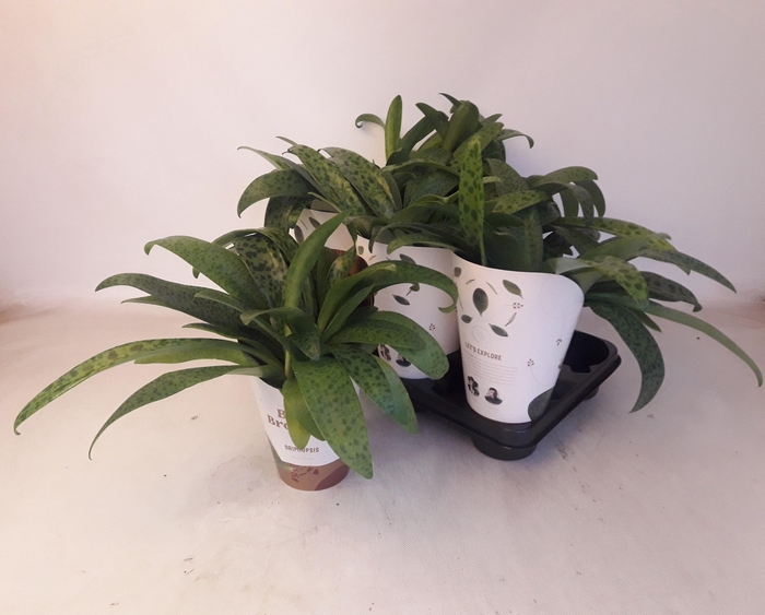 <h4>DRIMIOPSIS MACULATA</h4>