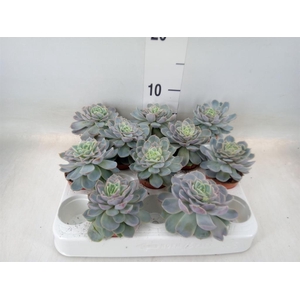 Echeveria   ...