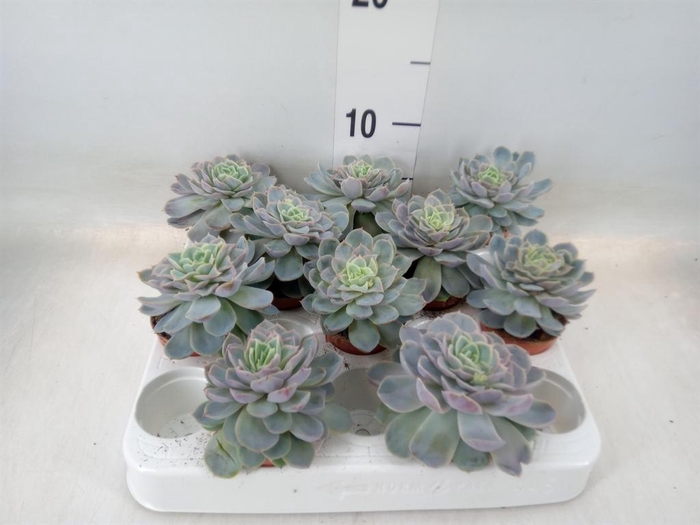 <h4>Echeveria   ...</h4>