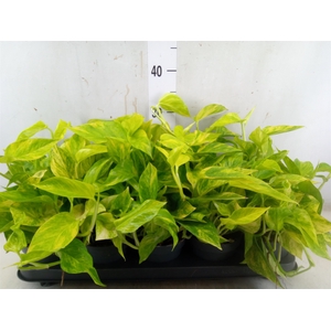 Epipremnum pinn. 'Hicolor'