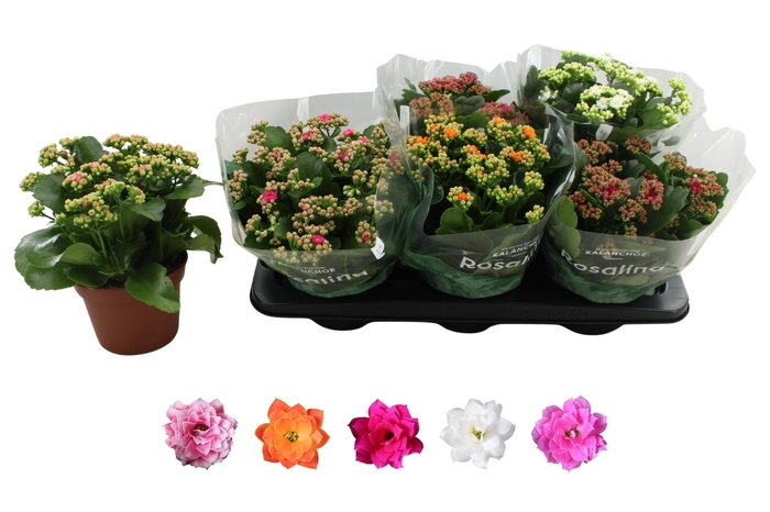 <h4>KAL GE RO GEM 5 KL</h4>