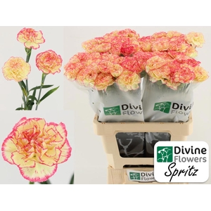 Di St Spritz Divine