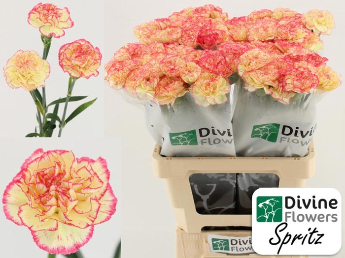 <h4>Di St Spritz Divine</h4>