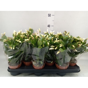 Schlumbergera   ...