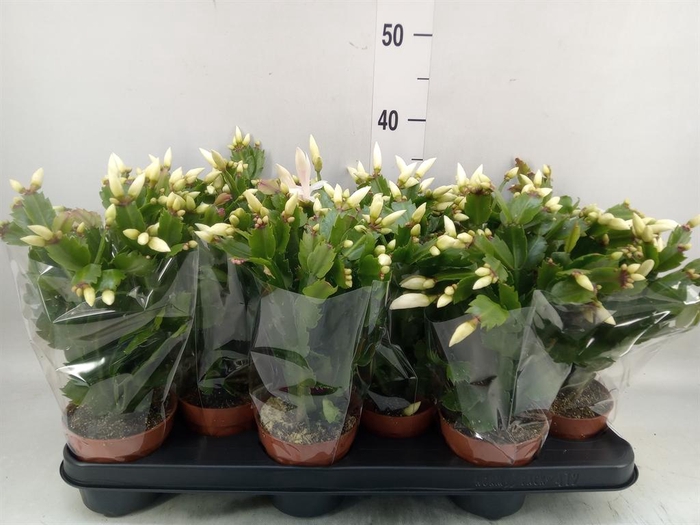 <h4>Schlumbergera   ...</h4>