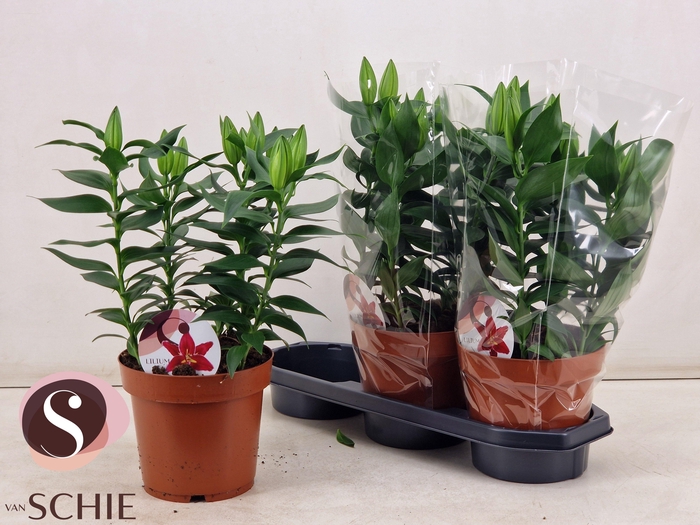 <h4>LIL OR MAGNY COURS</h4>