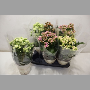 Kal 3 Kleuren Mixtray