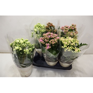 Kal 3 Kleuren Mixtray