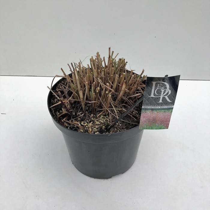 <h4>Graminées Miscanthus 'Red Chief'</h4>