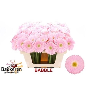 Ge Mi Babble