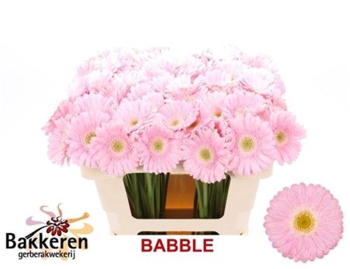 <h4>Ge Mi Babble</h4>