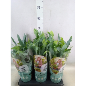 Phlebodium aureum 'Blue Star'
