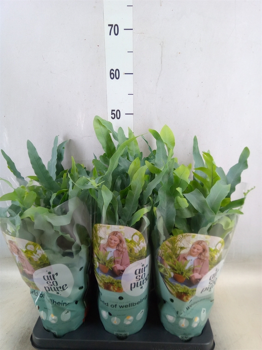 <h4>Phlebodium aureum 'Blue Star'</h4>