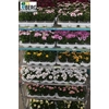 arr8 Osteo Mixk 1 Klr Per Tray