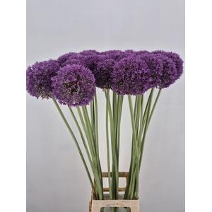 ALLIUM GROOTBLOEMIG
