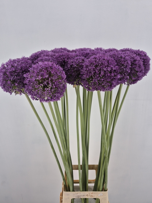 <h4>ALLIUM GROOTBLOEMIG</h4>