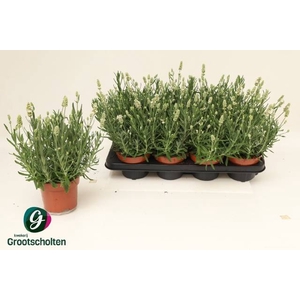 LAVANDULA WHITE ELL ICE P13