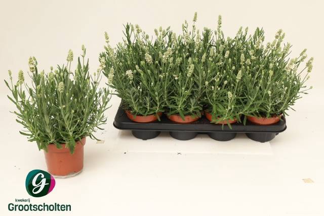 <h4>LAVANDULA WHITE ELL ICE P13</h4>