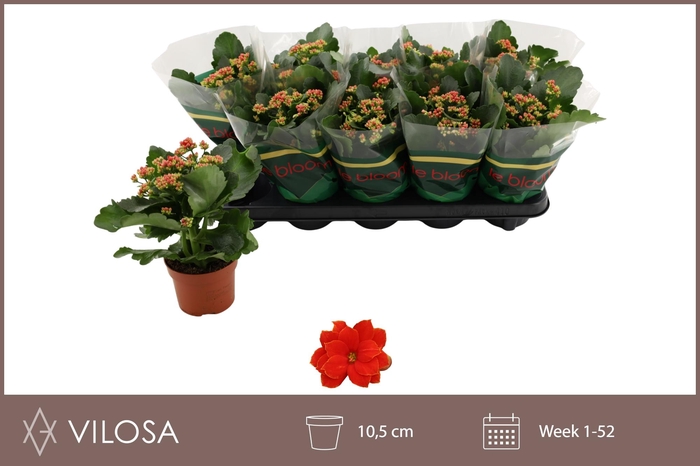 <h4>KAL GE AMADOR RED</h4>