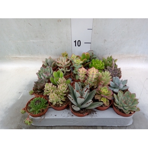 Succulents   ...