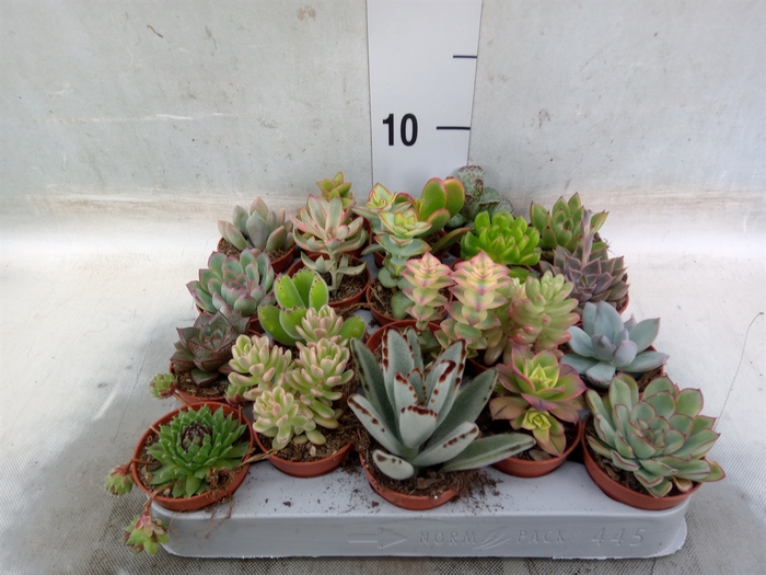 <h4>Succulents   ...</h4>