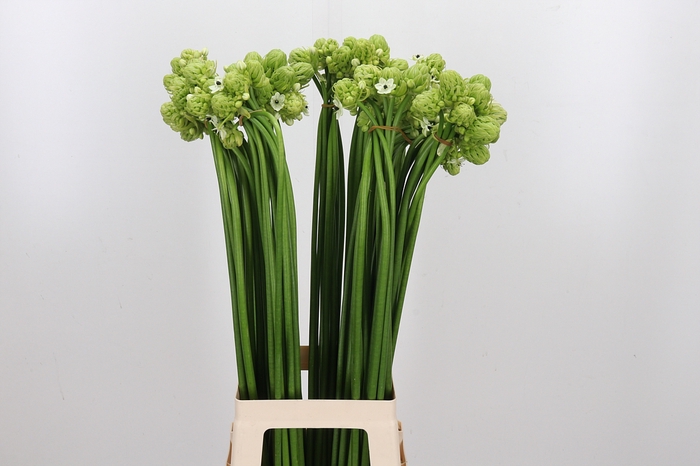 <h4>Ornithogalum Saundersiae</h4>