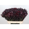 Leucadendron Saf Sunset Dark R.