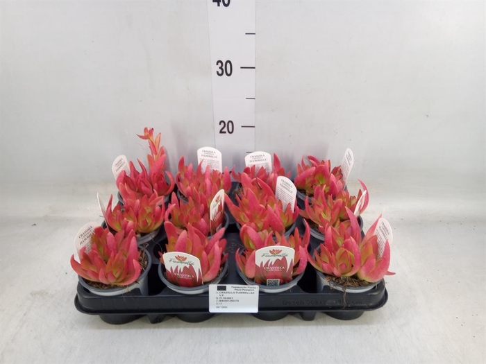 <h4>Crassula   ...</h4>