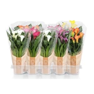 Zantedeschia gemengd Calla mix in bedrukte hoes