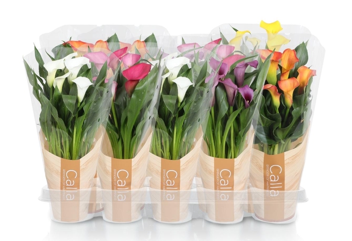 <h4>Zantedeschia gemengd Calla mix in bedrukte hoes</h4>