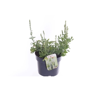Salvia nemorosa Sensation White
