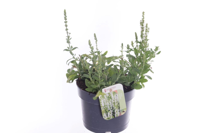 <h4>Salvia nemorosa Sensation White</h4>