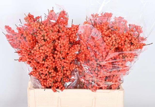 <h4>Ilex verticillata Magical Times</h4>