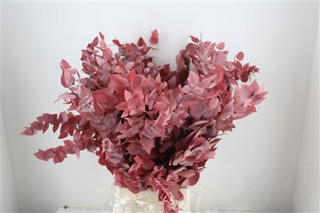 <h4>PRES EUCA STUARTIANA RED P BUNCH</h4>