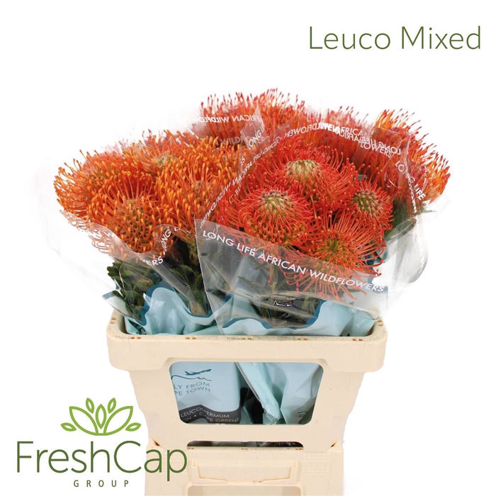 <h4>Leuco Gemengd</h4>