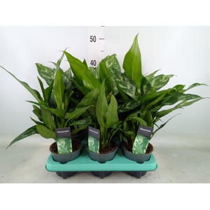 Aglaonema  'Maria'