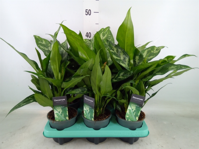 <h4>Aglaonema  'Maria'</h4>