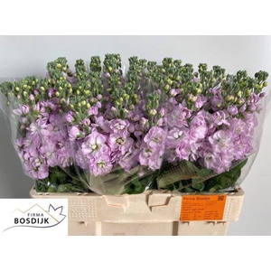 MATTHIOLA INCANA 'FIGARO LGT ROSE'