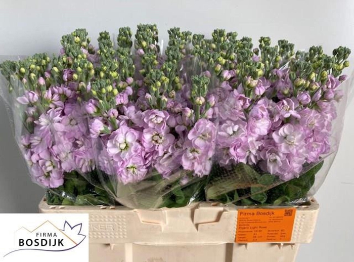 <h4>MATTHIOLA INCANA 'FIGARO LGT ROSE'</h4>