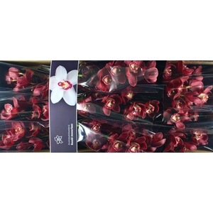 Cymbidium Vulcan