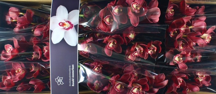 <h4>Cymbidium Vulcan</h4>