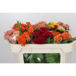 Celosia argentea Cristata Grp mixed