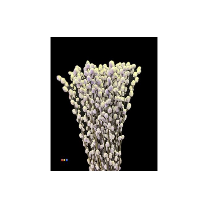 <h4>Salix Pussy Willow Purple Fresh</h4>